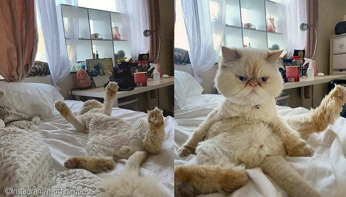 노트펫