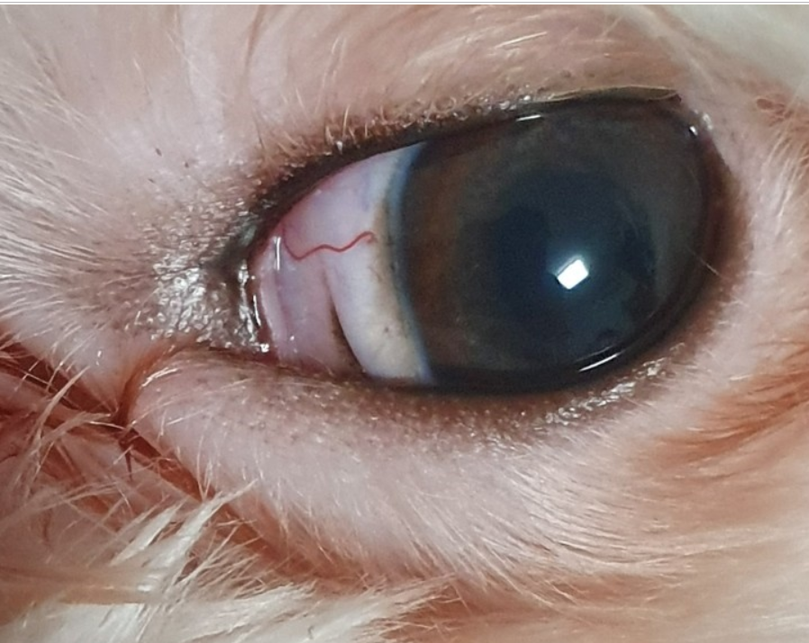 노트펫