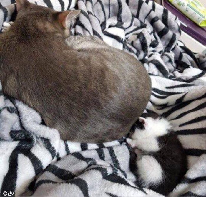 노트펫