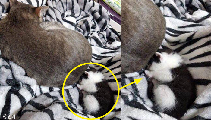 노트펫