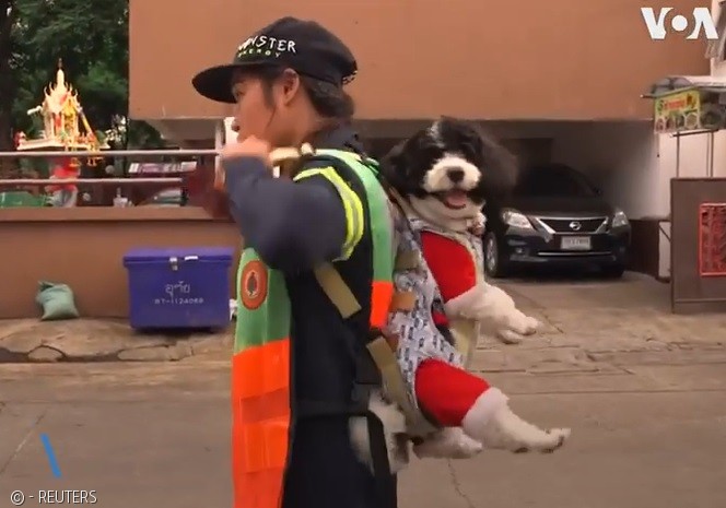 노트펫