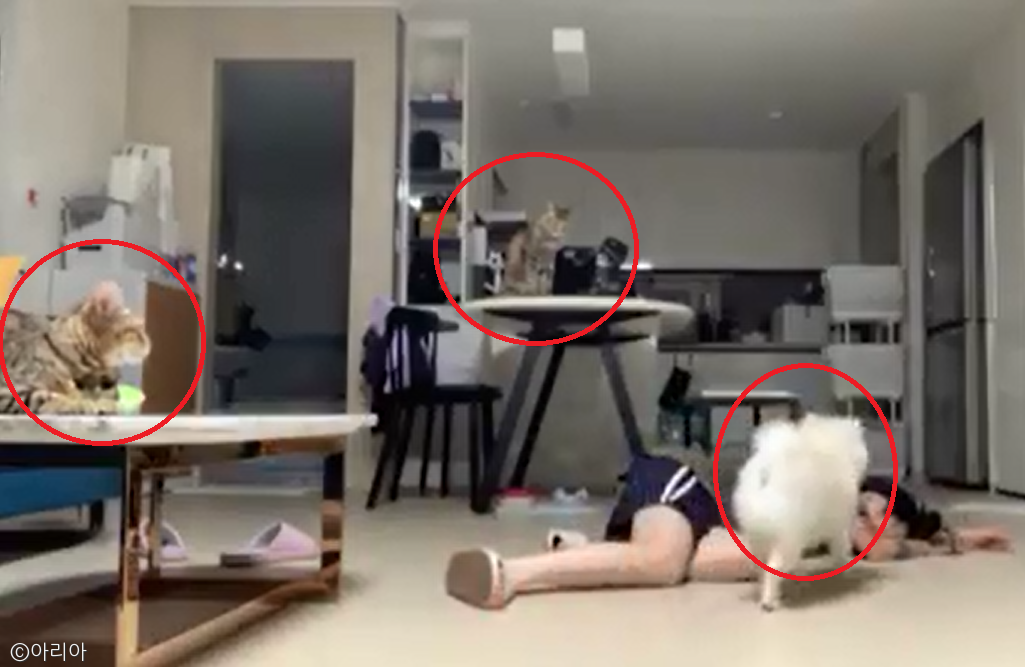 노트펫