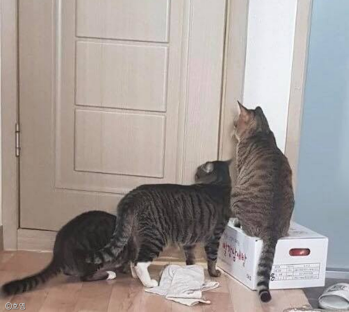 노트펫