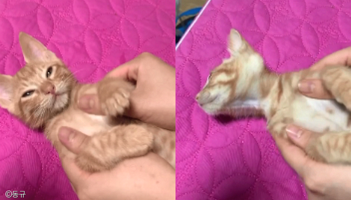 노트펫