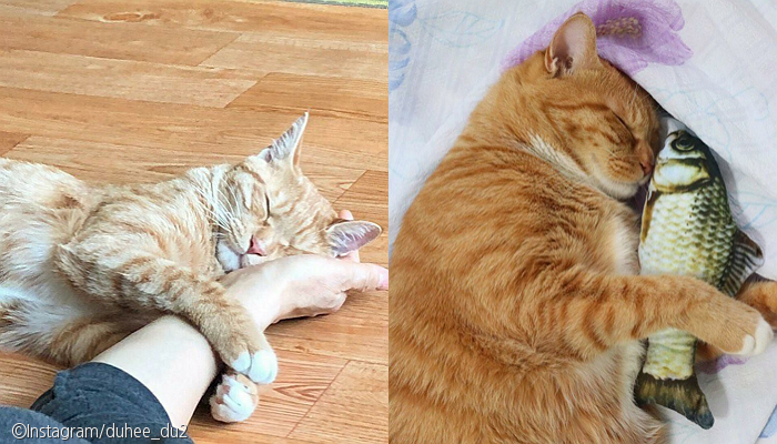 노트펫