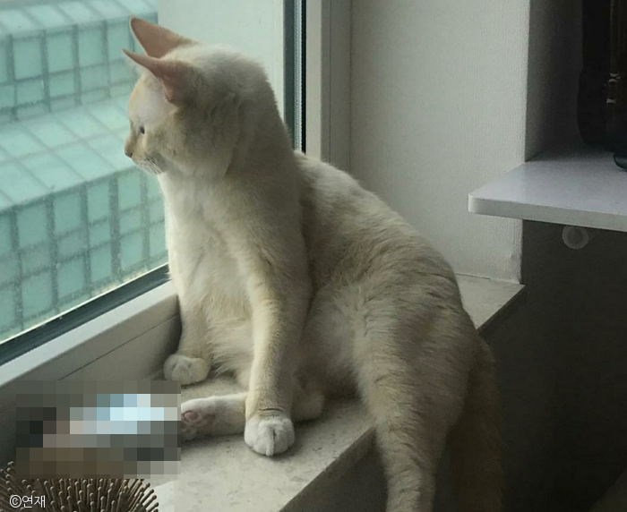 노트펫