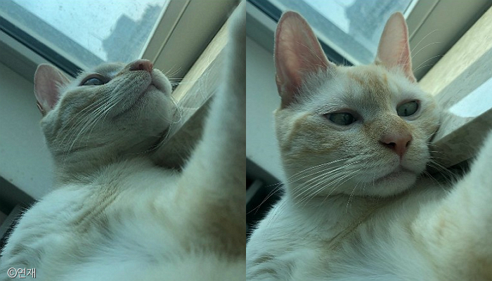 노트펫