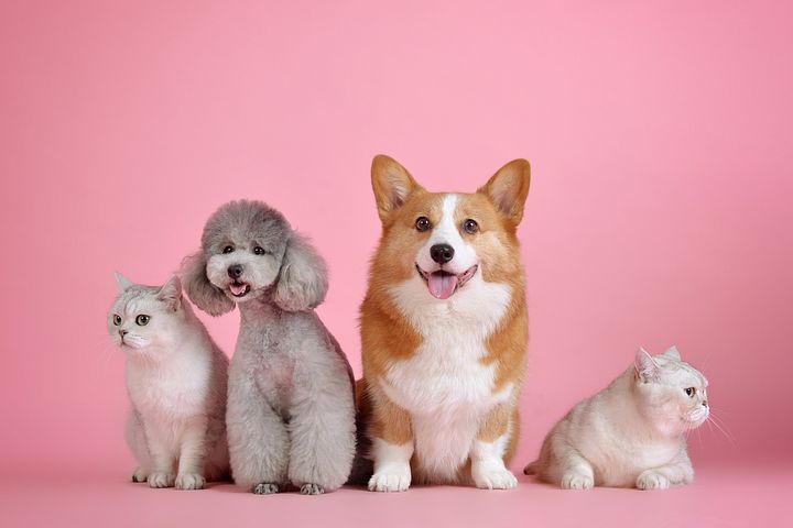노트펫