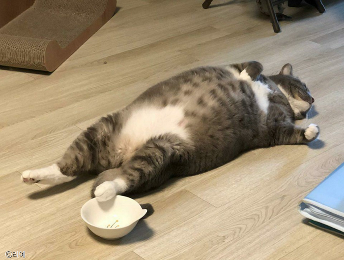 노트펫