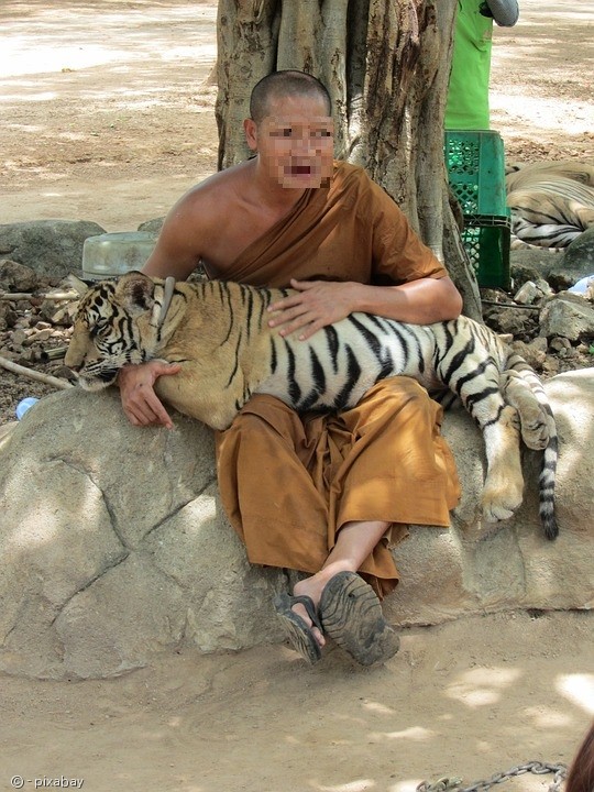 노트펫
