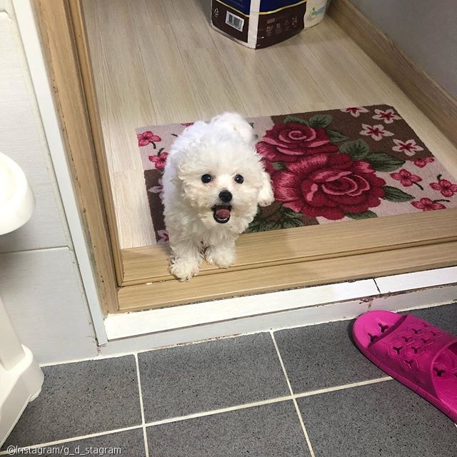 노트펫
