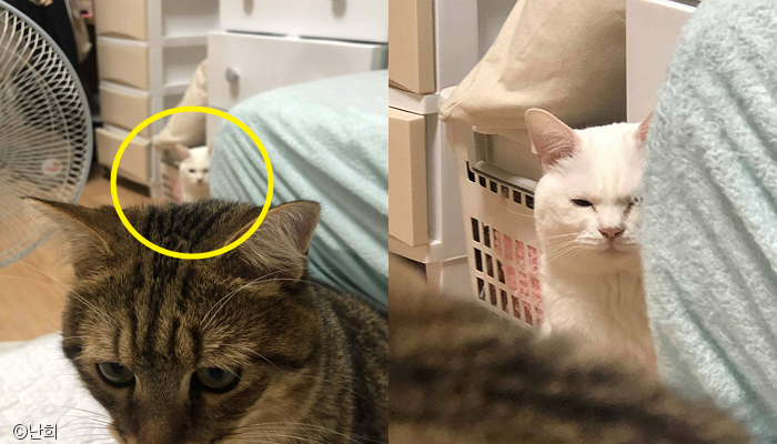 노트펫