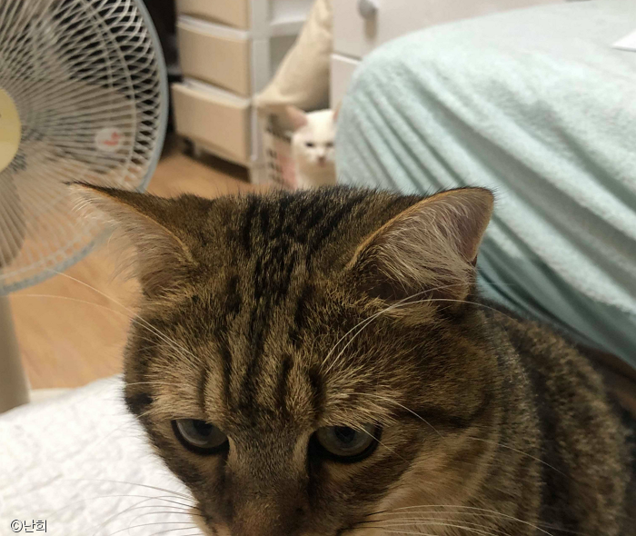 노트펫