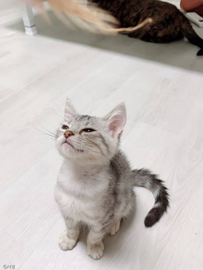 노트펫