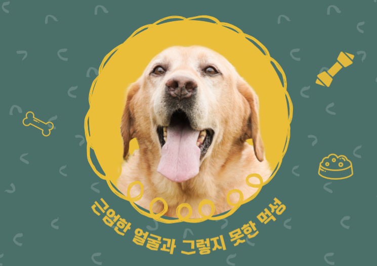 노트펫