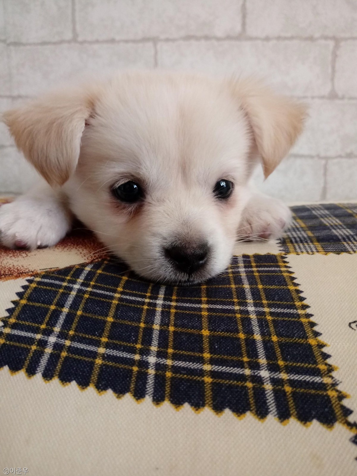 노트펫