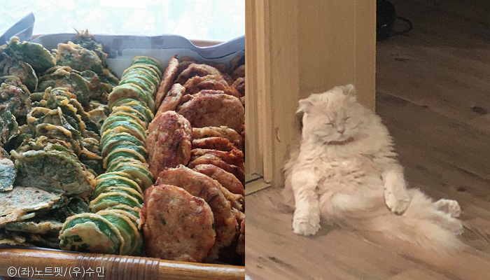 노트펫