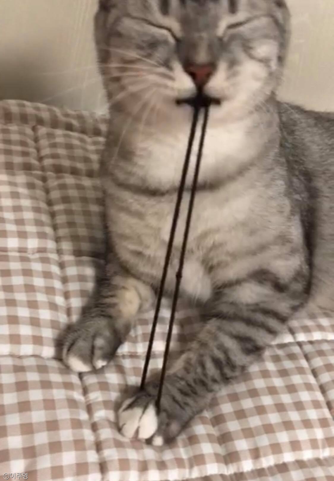 노트펫