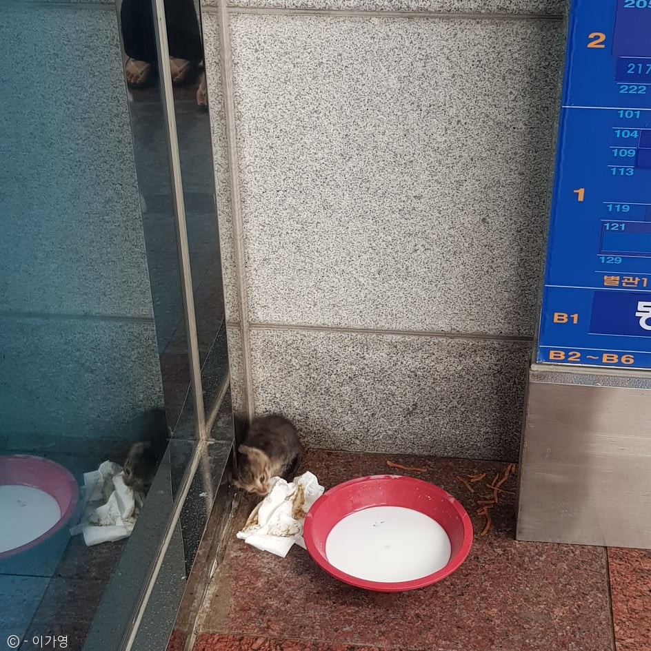 노트펫
