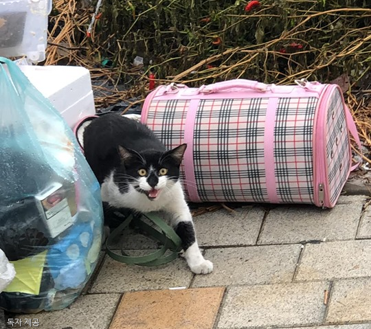 노트펫