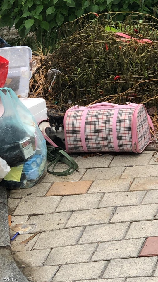 노트펫