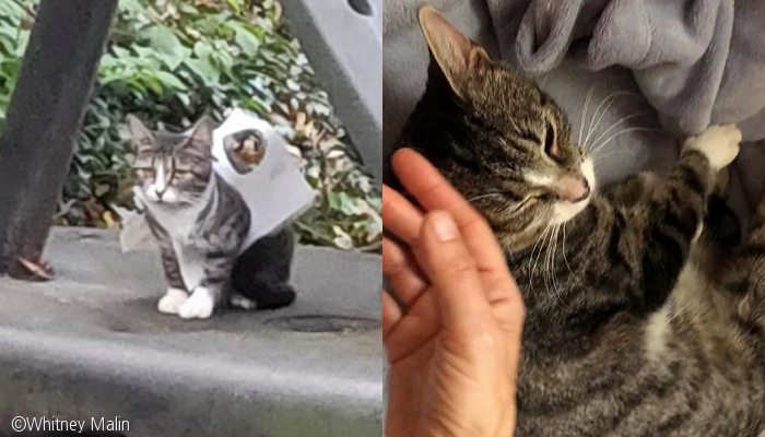 노트펫