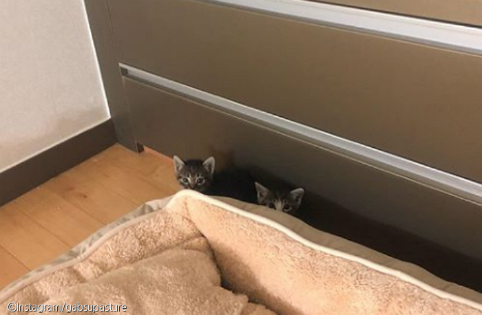 노트펫