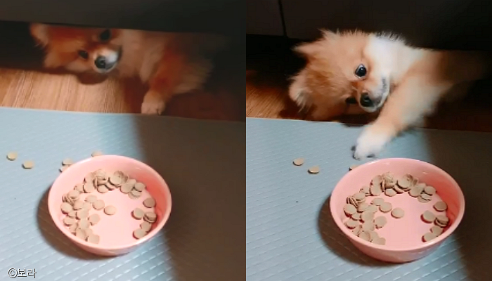 노트펫