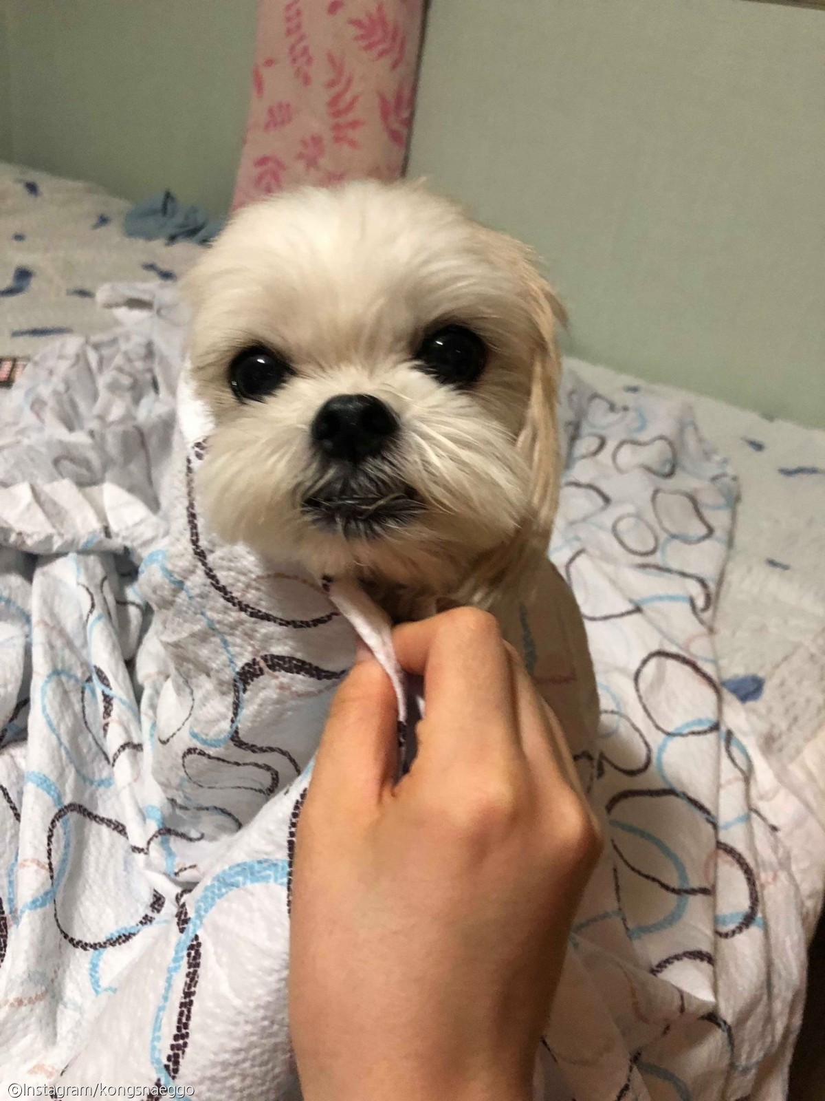 노트펫