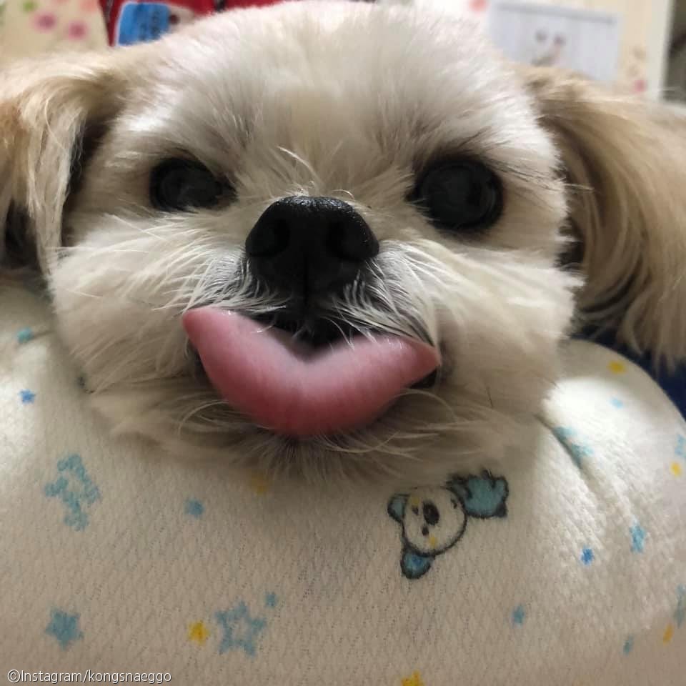 노트펫