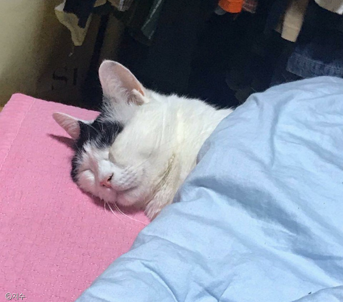 노트펫