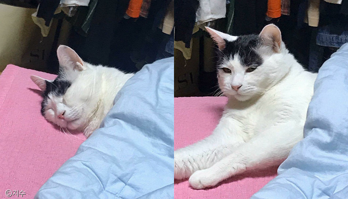 노트펫
