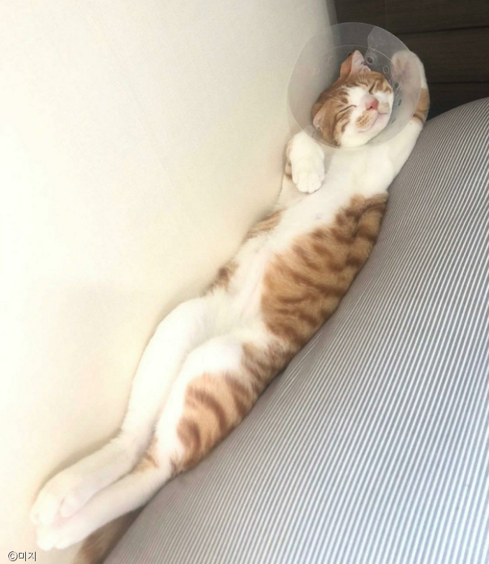 노트펫