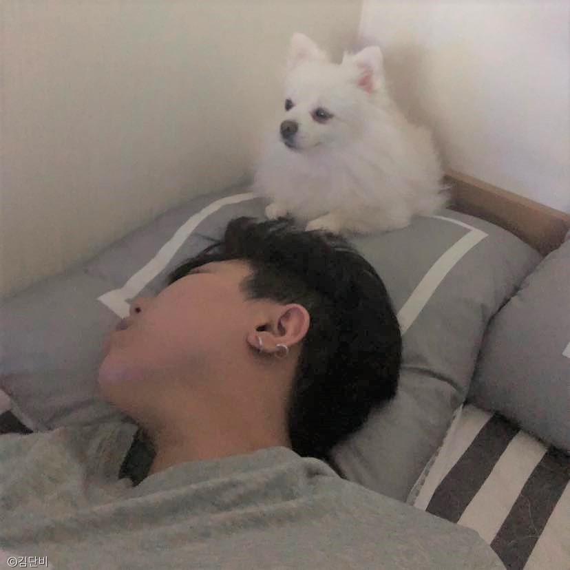 노트펫