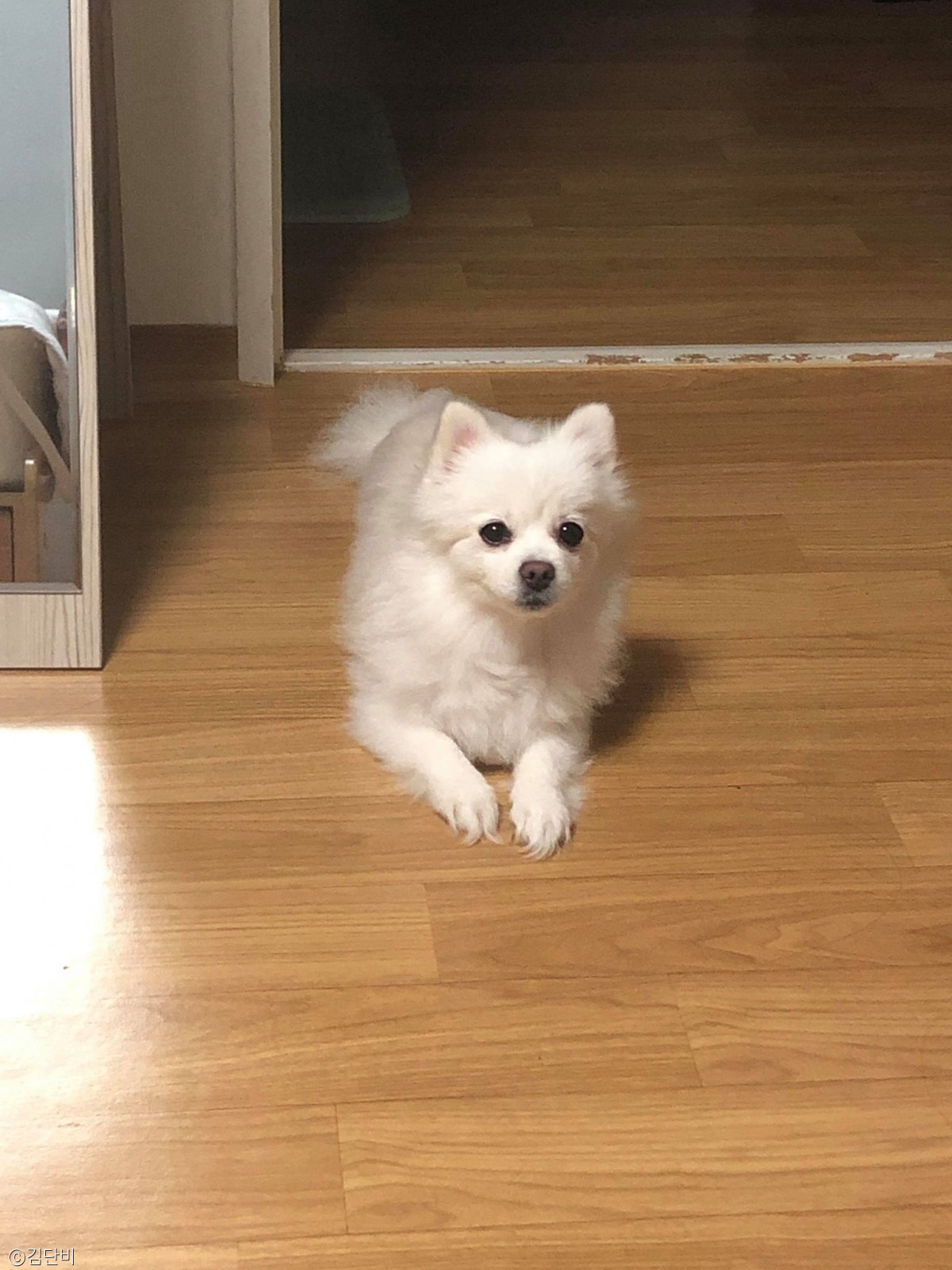 노트펫