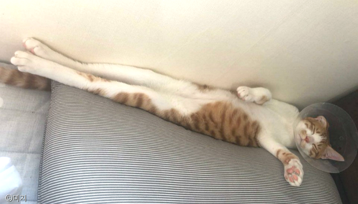 노트펫