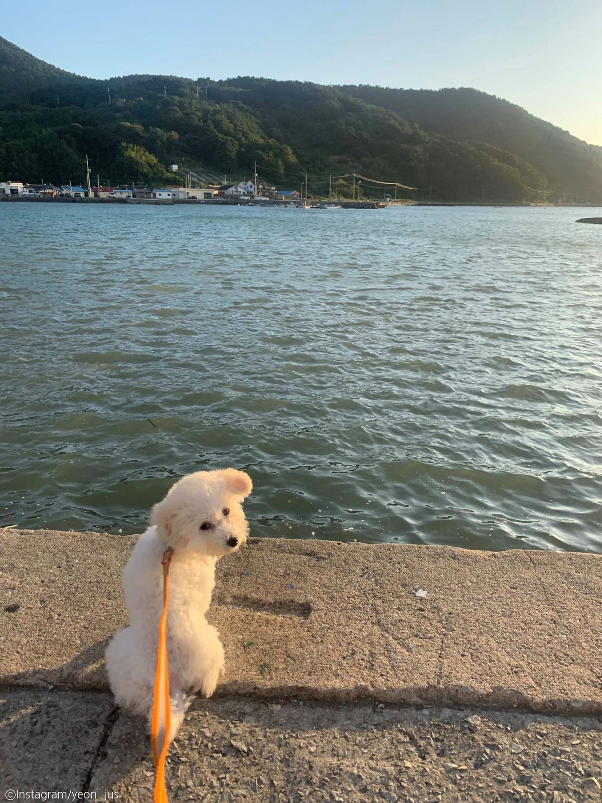 노트펫