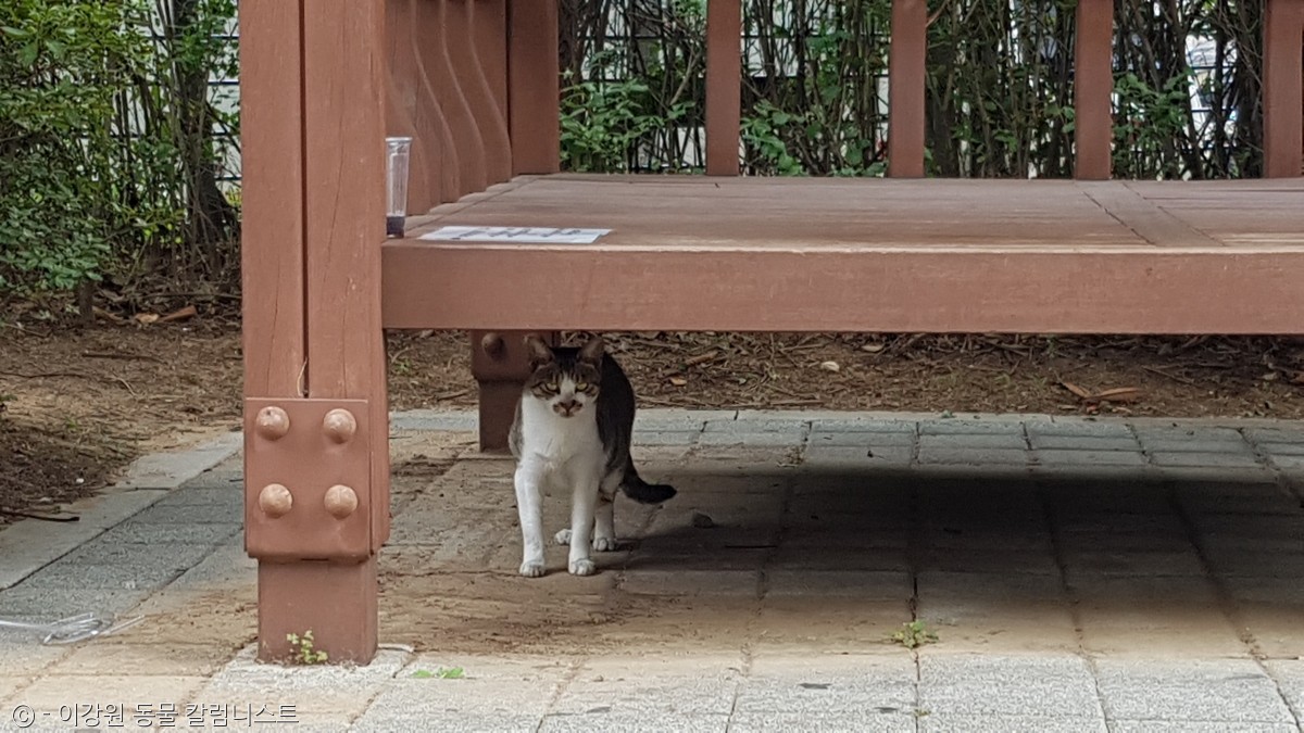 노트펫