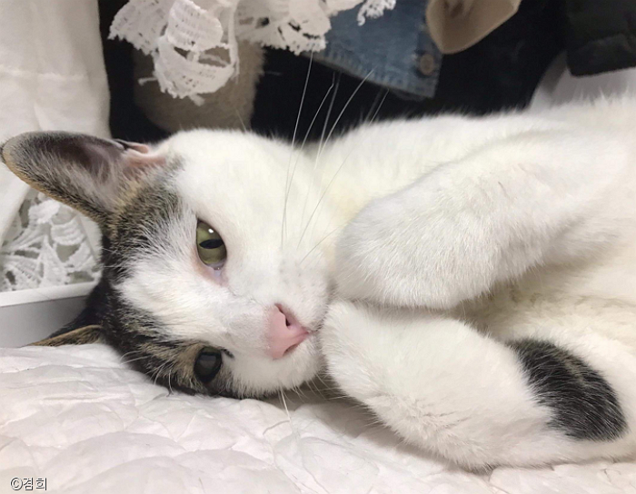 노트펫