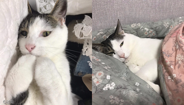 노트펫