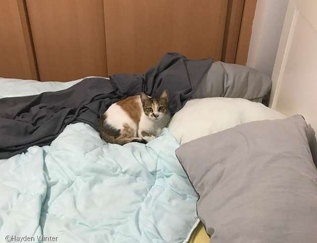노트펫
