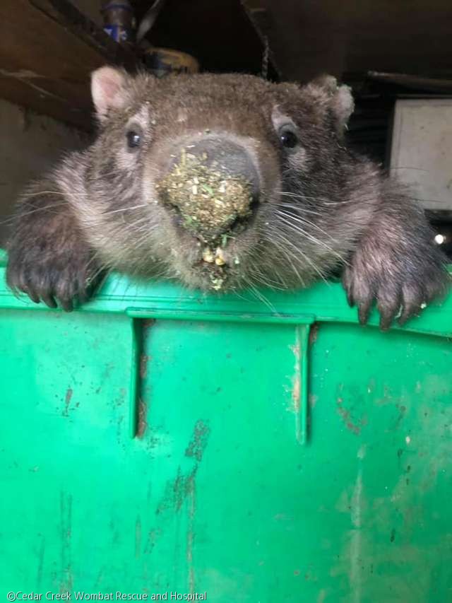 노트펫