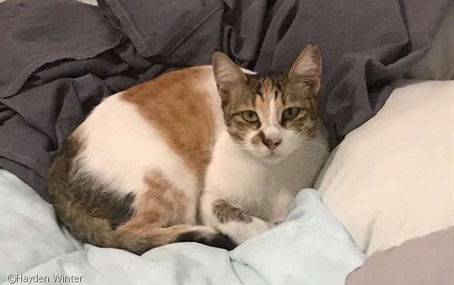 노트펫