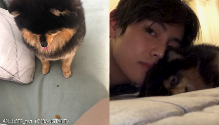 노트펫