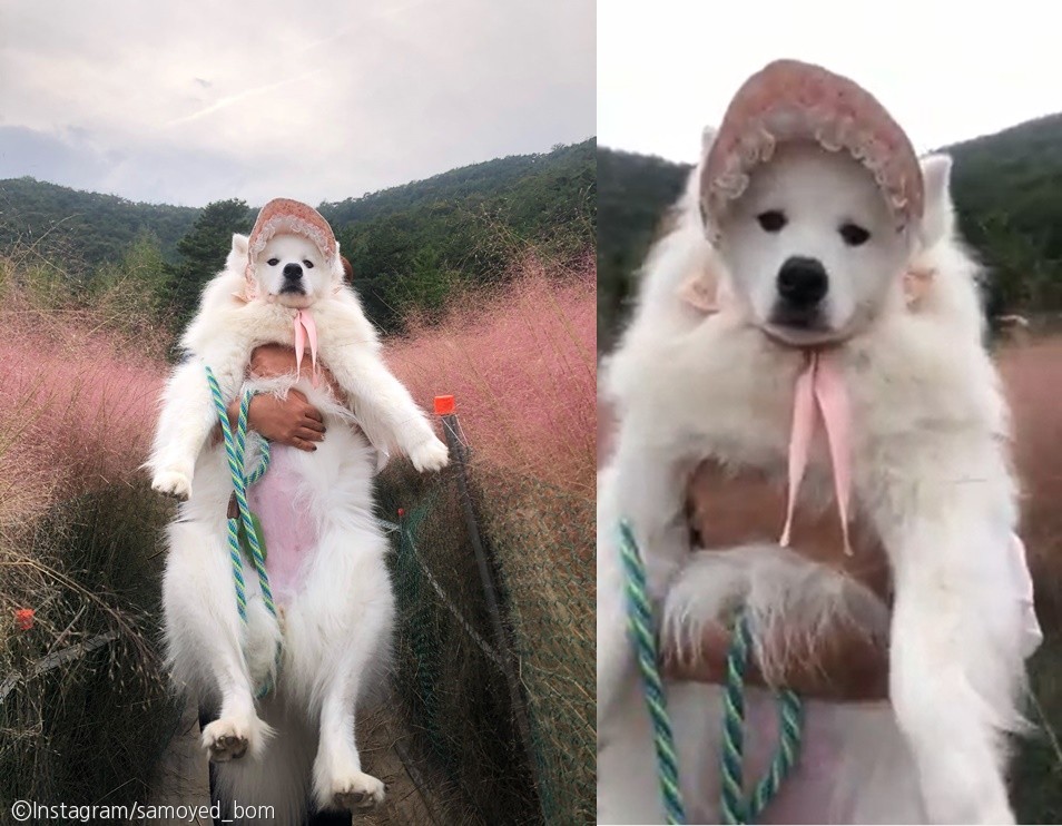 노트펫