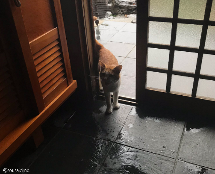 노트펫