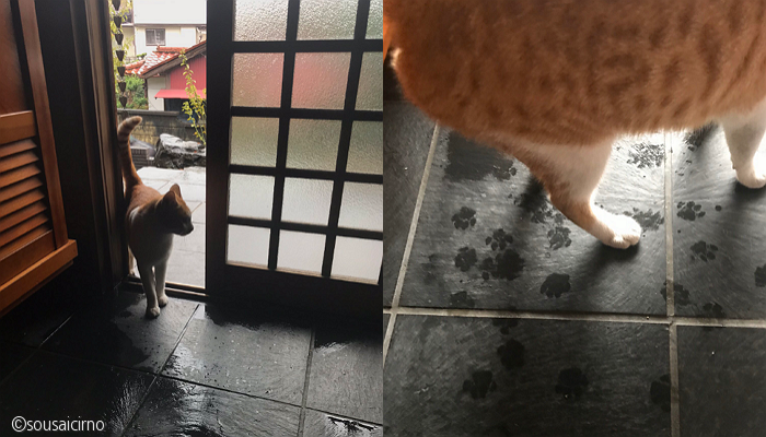 노트펫