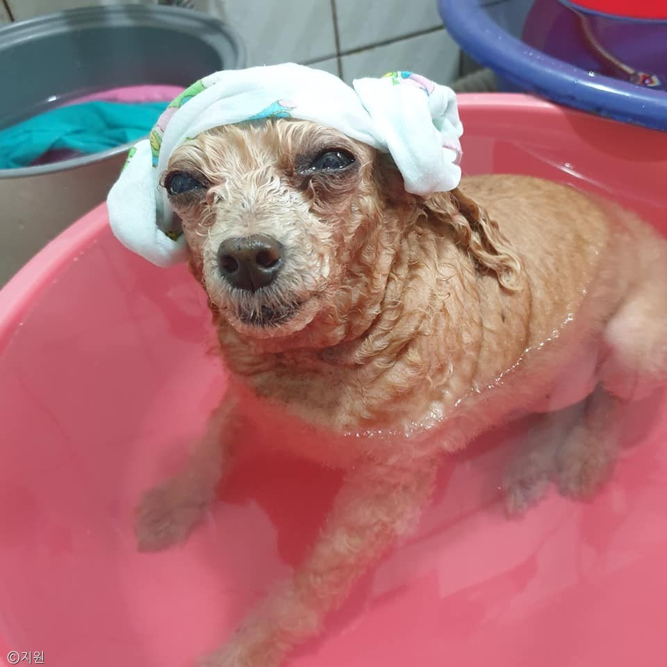 노트펫