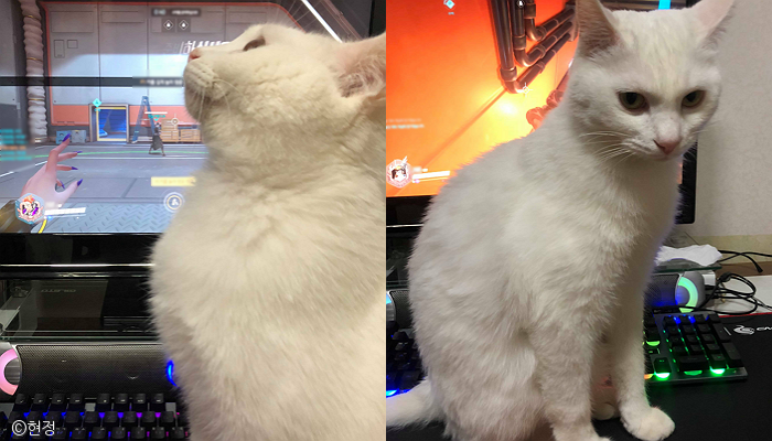 노트펫