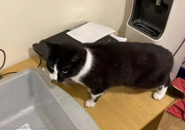 노트펫